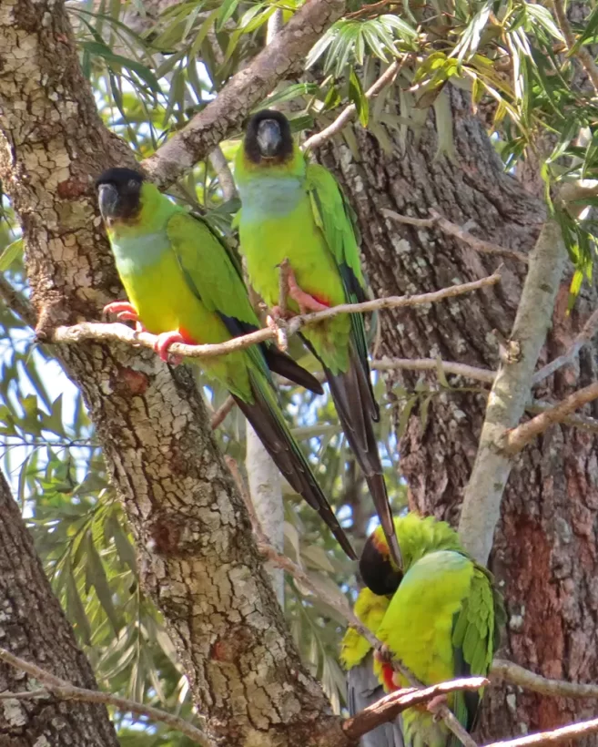 Periquito-de-cabeça-preta