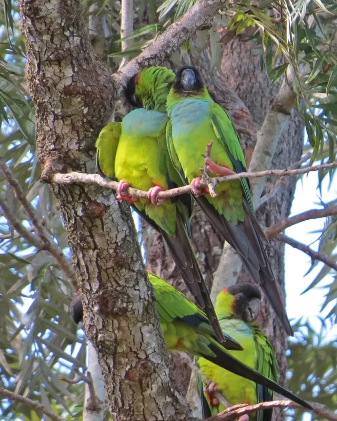 Periquito-de-cabeça-preta