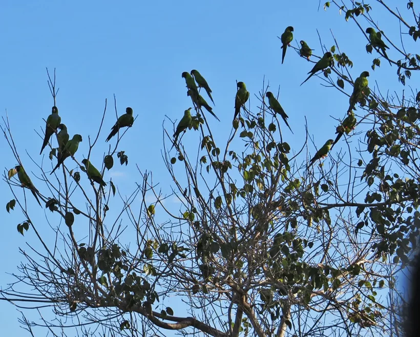 Periquito-de-cabeça-preta