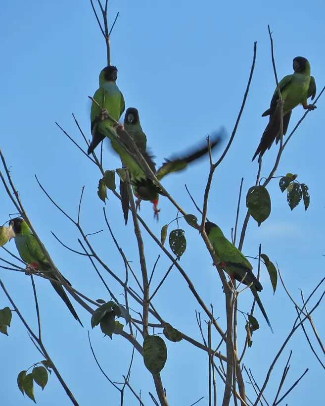 Periquito-de-cabeça-preta