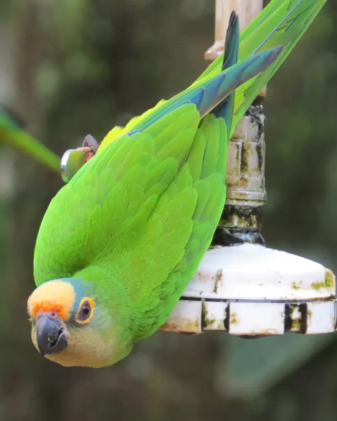 Periquito-rei