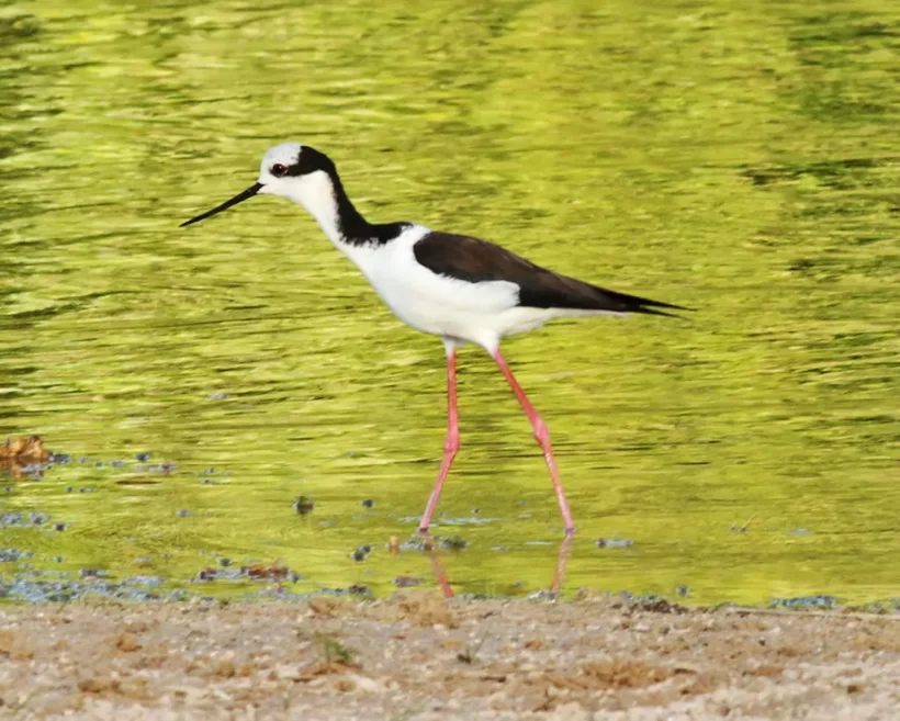 Pernilongo-de-costas-brancas