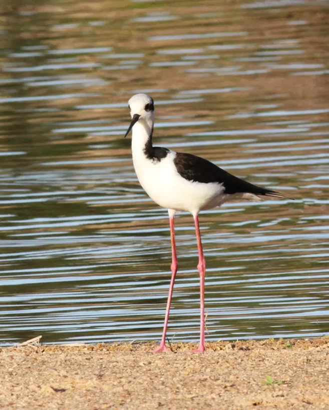 Pernilongo-de-costas-brancas