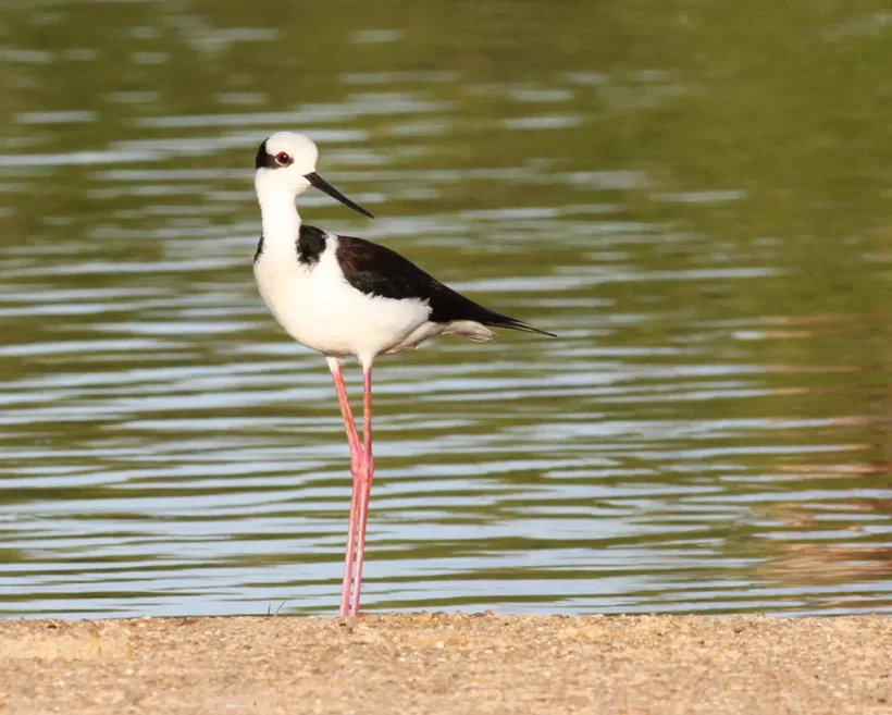 Pernilongo-de-costas-brancas
