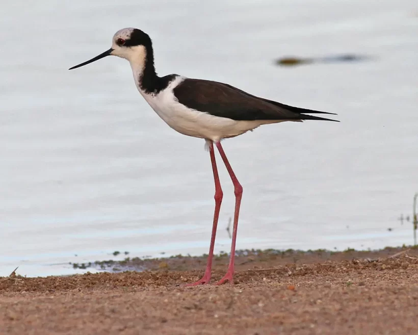 Pernilongo-de-costas-brancas