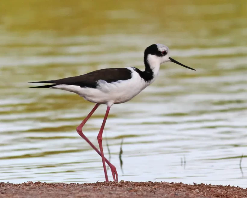 Pernilongo-de-costas-brancas