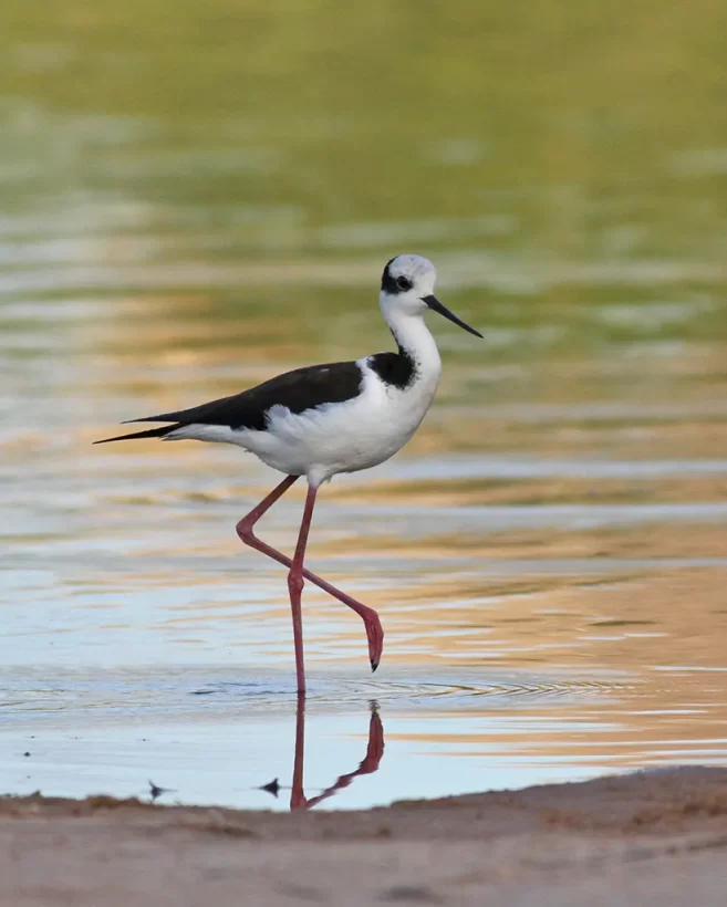 Pernilongo-de-costas-brancas