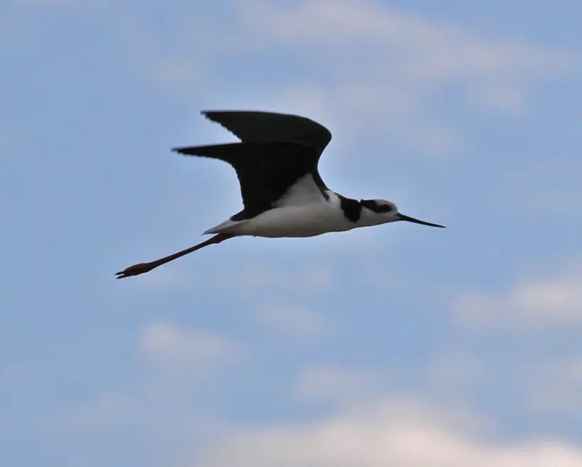 Pernilongo-de-costas-brancas