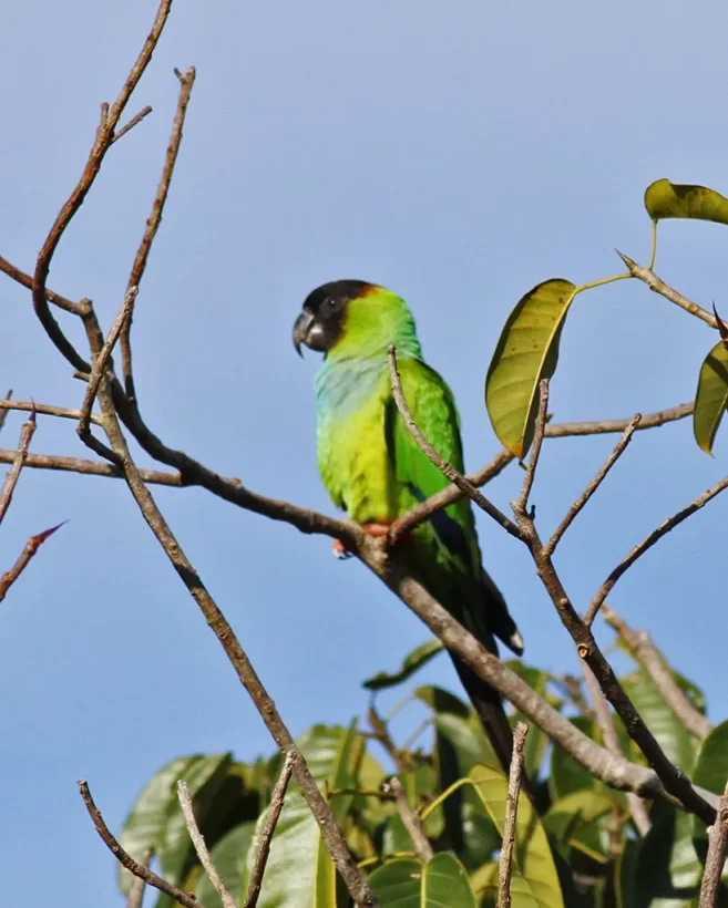 Periquito-de-cabeça-preta