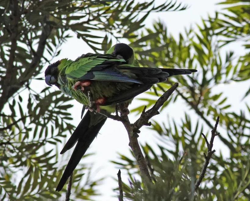 Periquito-de-cabeça-preta