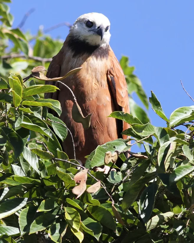 Gavião-belo