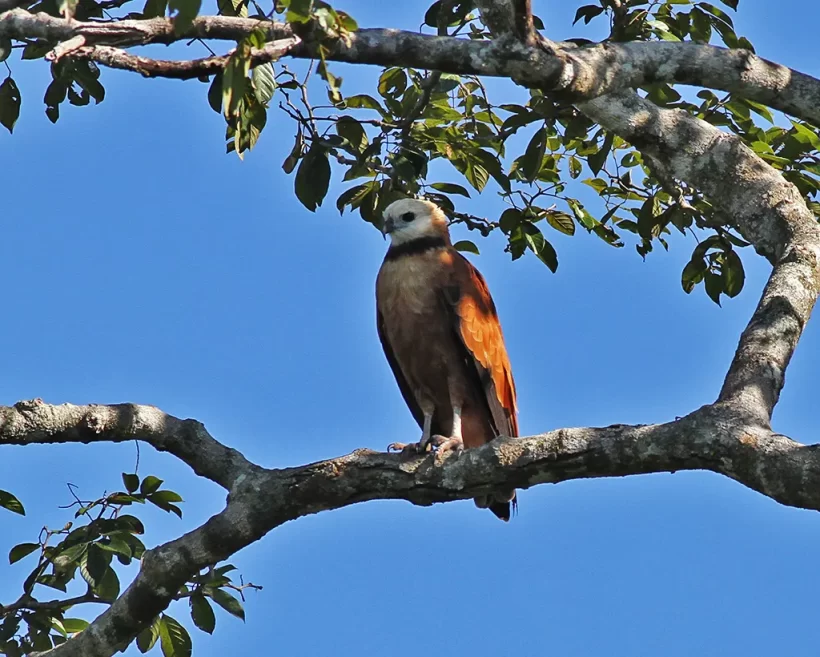 Gavião-belo