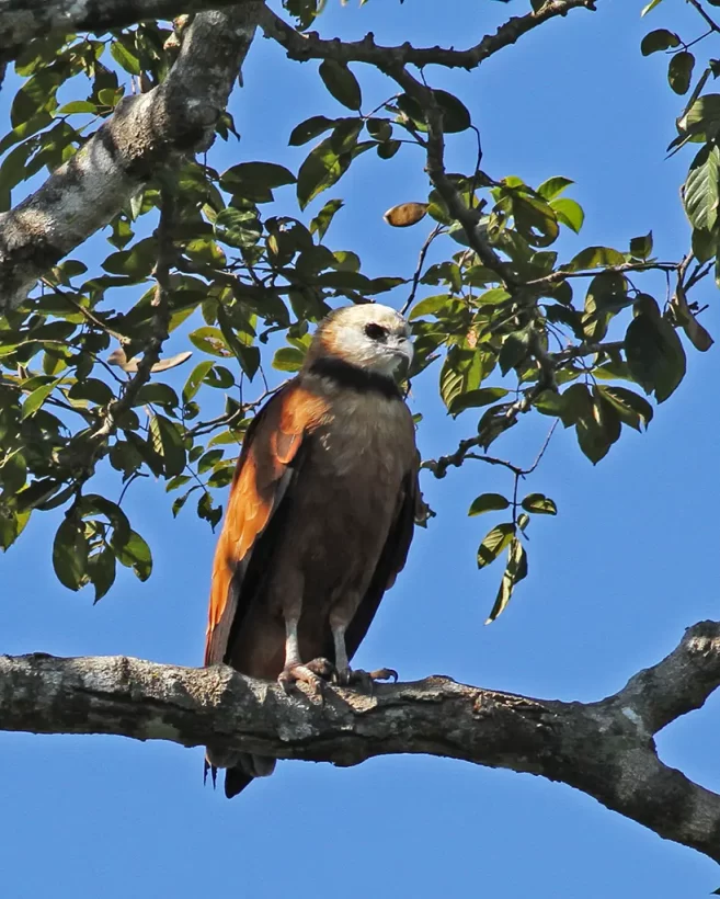 Gavião-belo