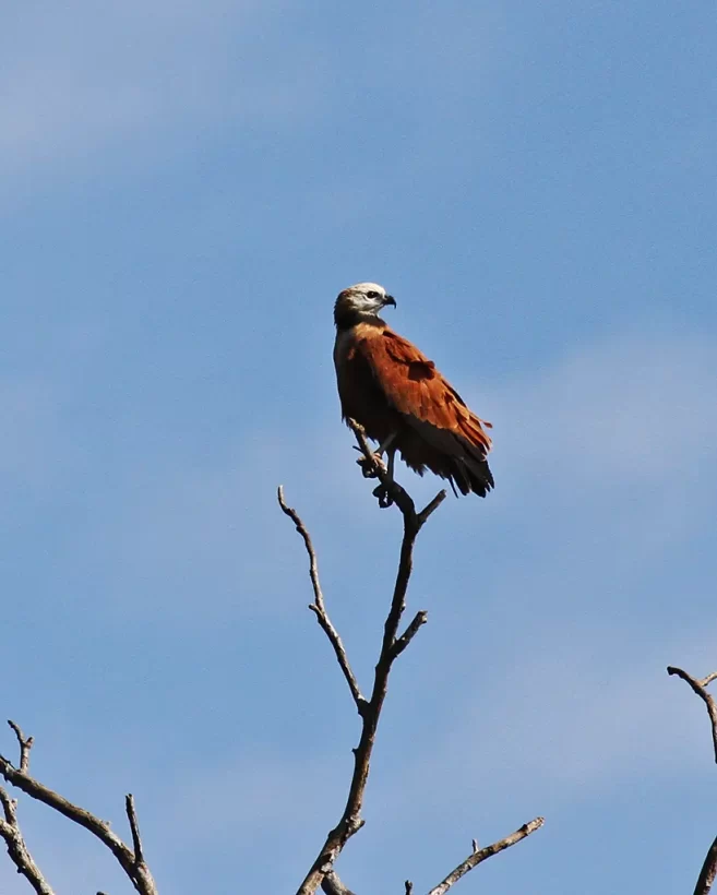 Gavião-belo