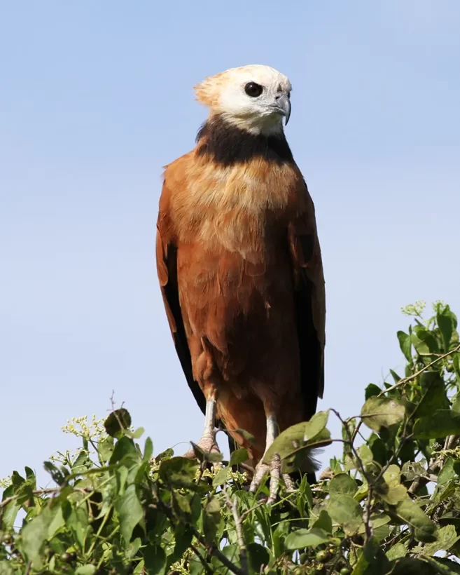 Gavião-belo