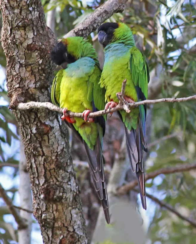 Periquito-de-cabeça-preta