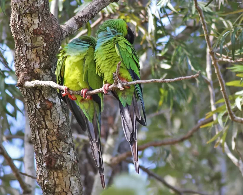 Periquito-de-cabeça-preta