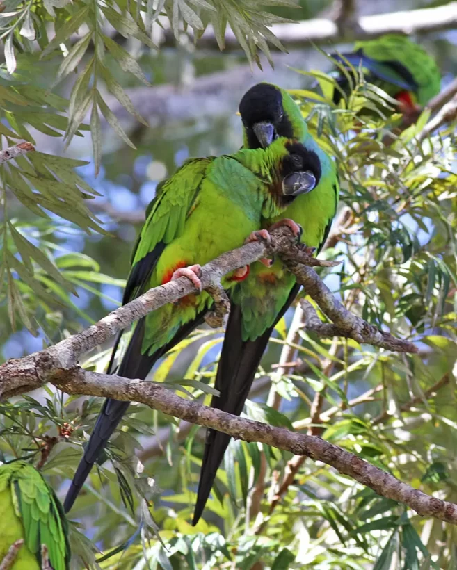 Periquito-de-cabeça-preta