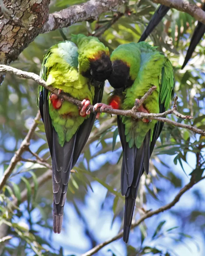 Periquito-de-cabeça-preta