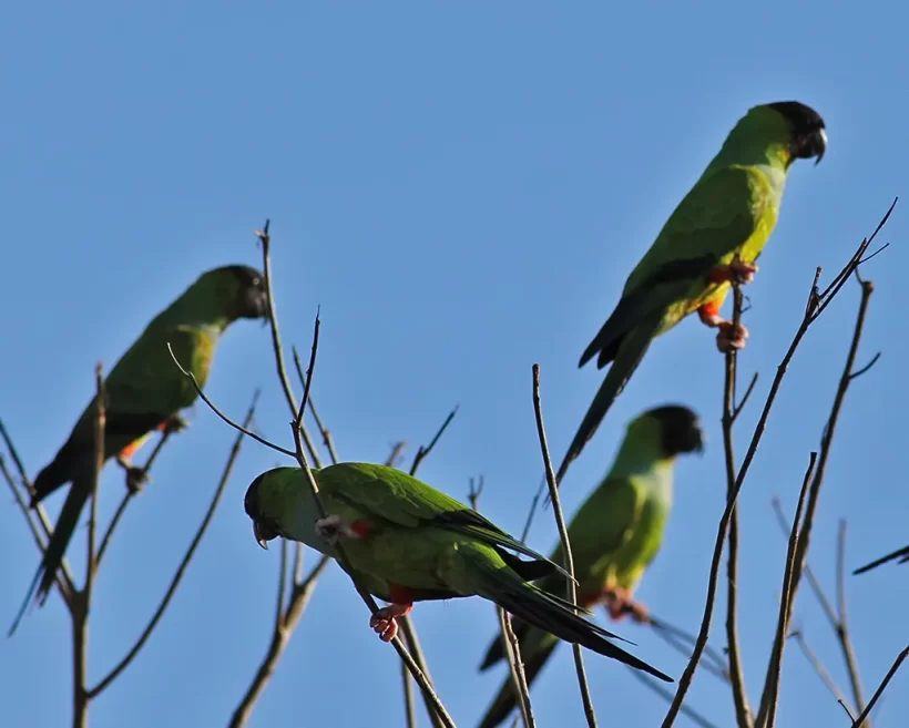 Periquito-de-cabeça-preta