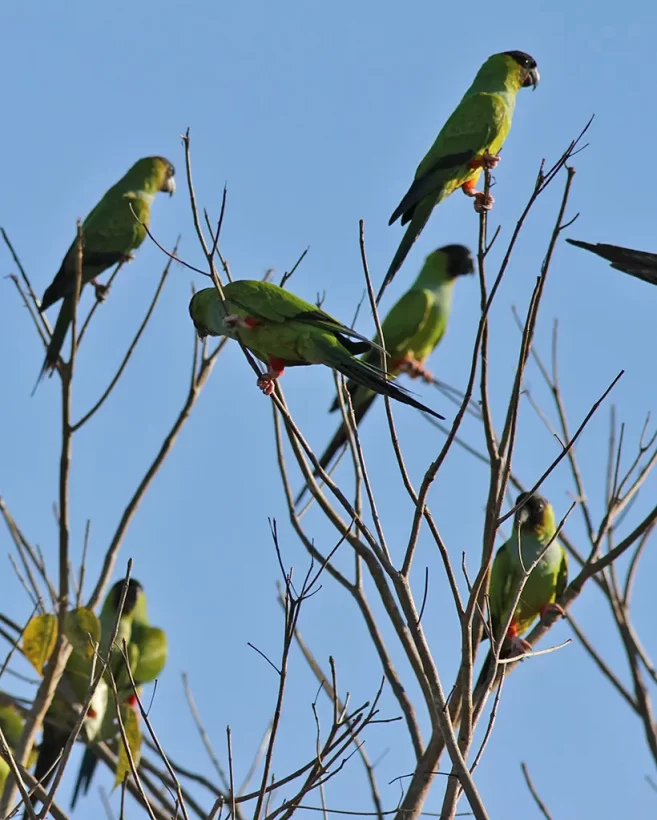 Periquito-de-cabeça-preta