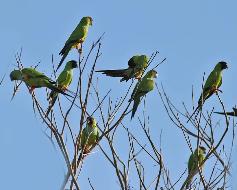 Periquito-de-cabeça-preta
