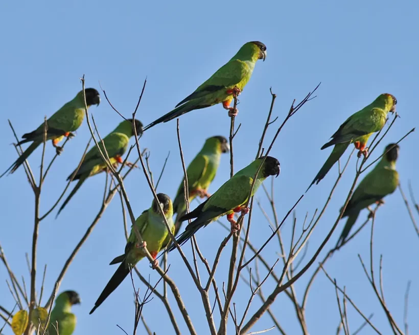 Periquito-de-cabeça-preta