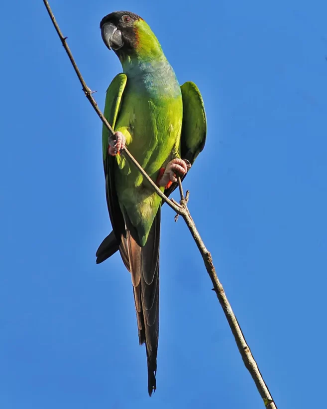 Periquito-de-cabeça-preta