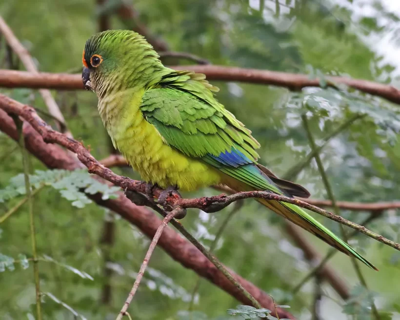 Periquito-rei