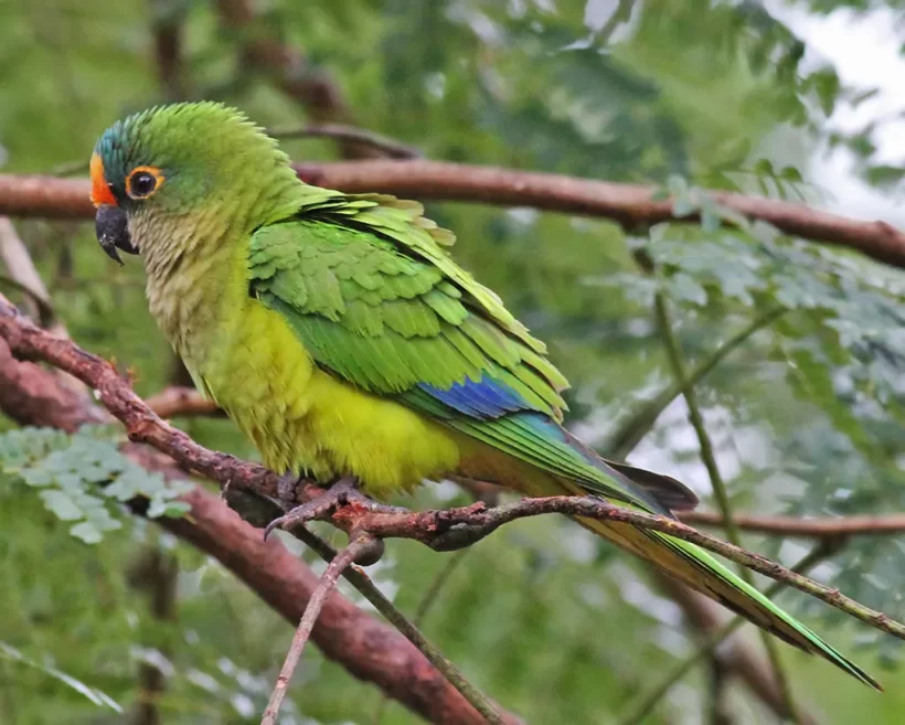 Periquito-rei