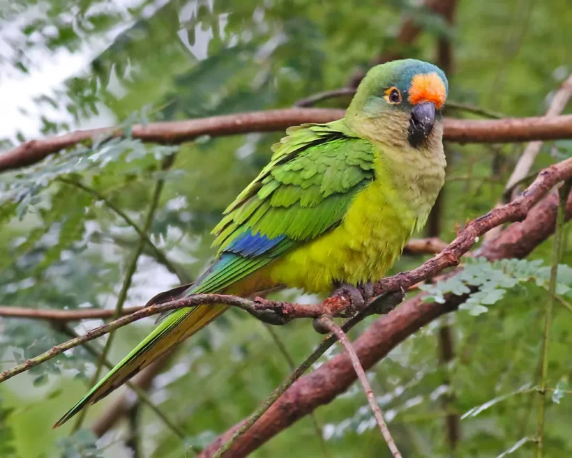 Periquito-rei