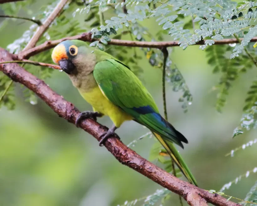 Periquito-rei