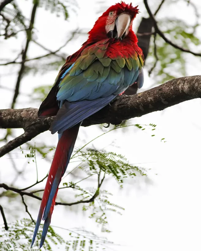 Arara-vermelha