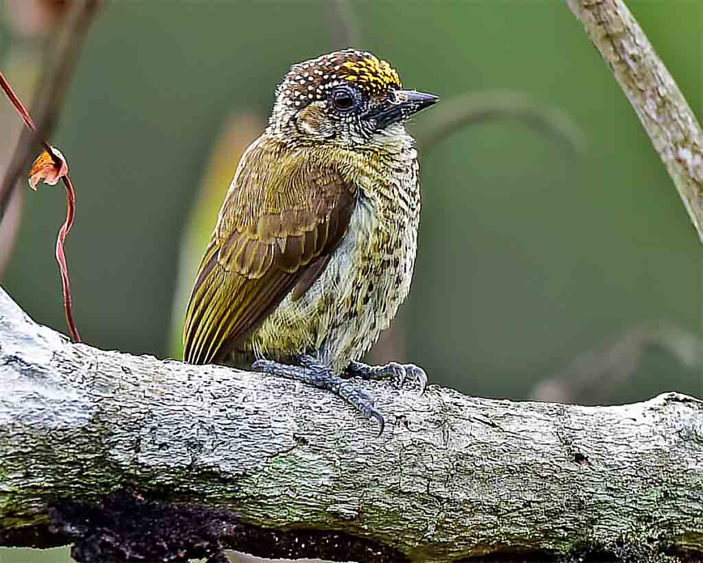 Picapauzinho-dourado