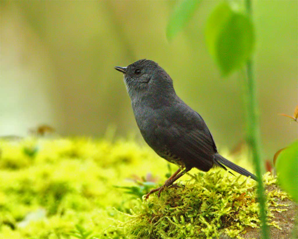 Tapaculo-ferreirinho