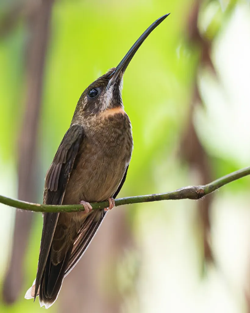 Balança-rabo-escuro - (Threnetes niger) 4 ALT