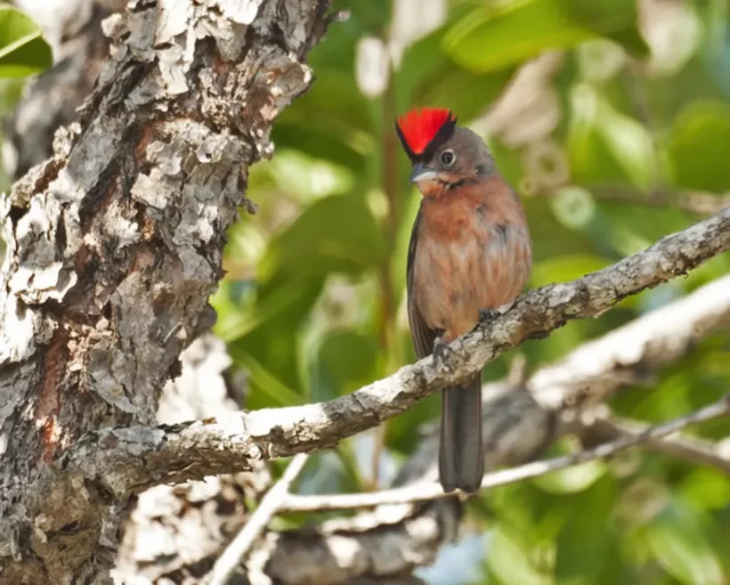 Tico-tico-rei – (Coryphospingus cucullatus)