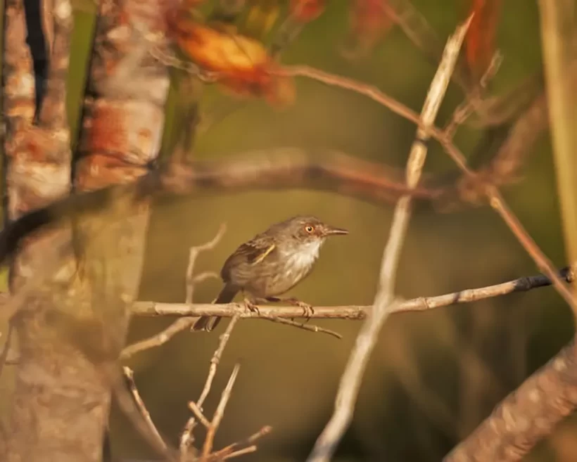 Sebinho-de-olho-de-ouro
