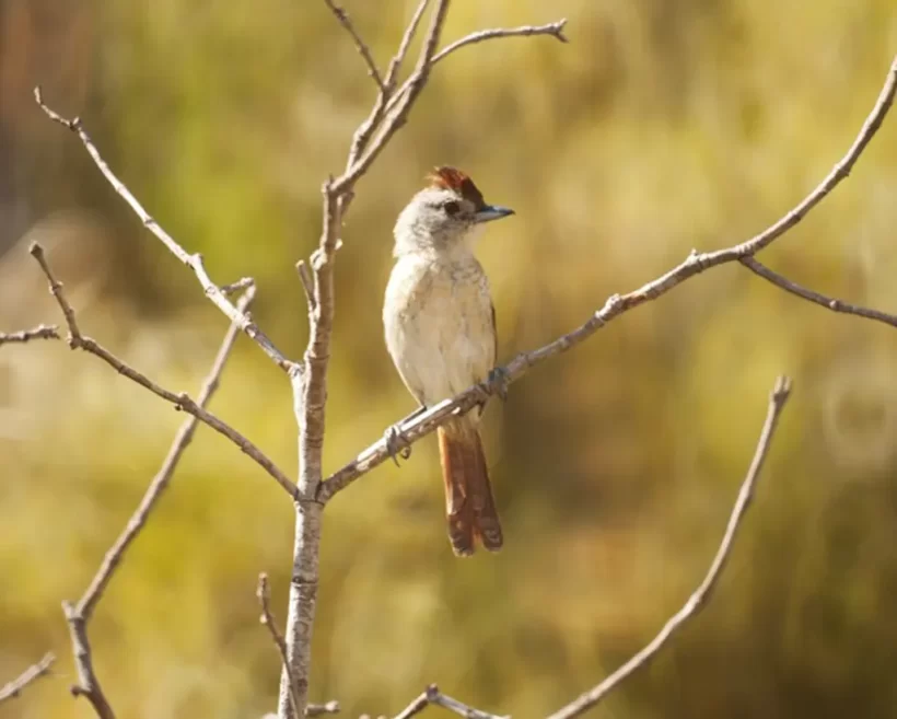 Choca-de-asa-vermelha