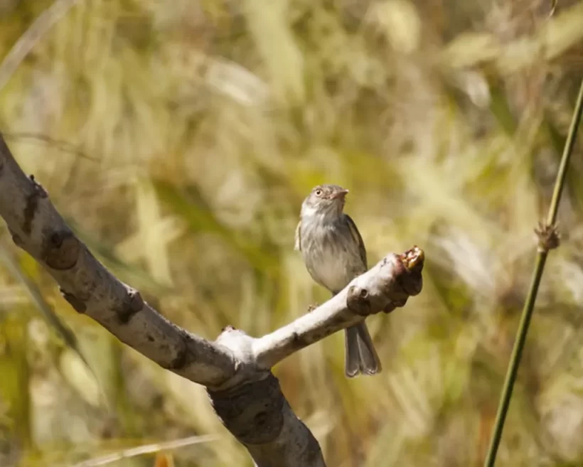 Sebinho-de-olho-de-ouro
