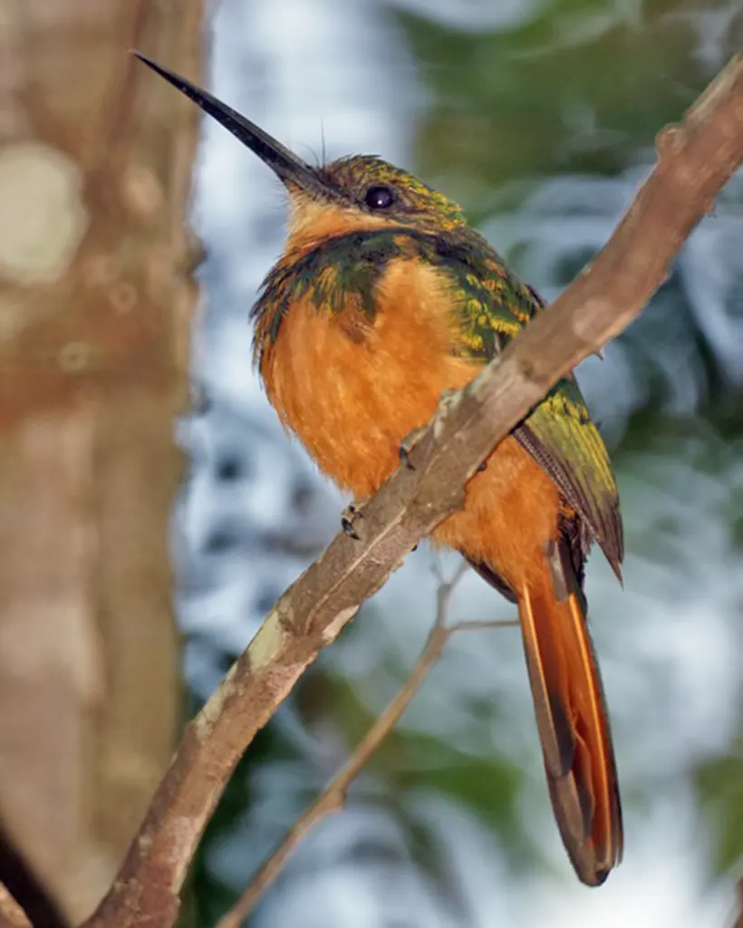 ariramba-de-cauda-ruiva