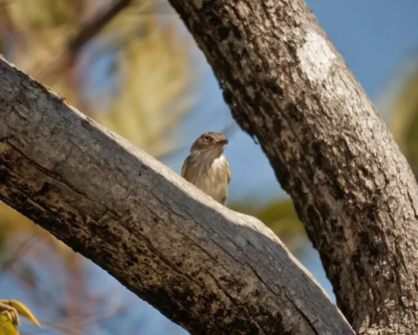 Sebinho-de-olho-de-ouro